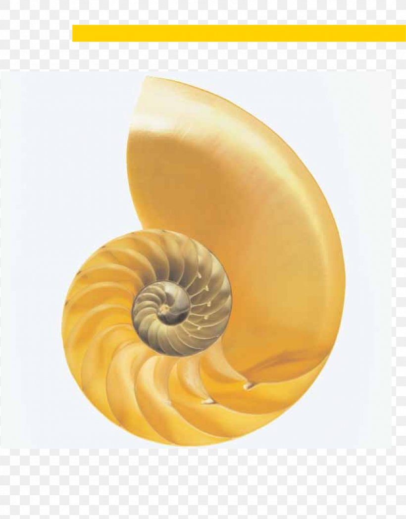 Campbell Biology: Concepts And Connections Publishing Photography Getty Images, PNG, 1693x2165px, Biology, Biologist, Chambered Nautilus, Getty Images, Invertebrate Download Free