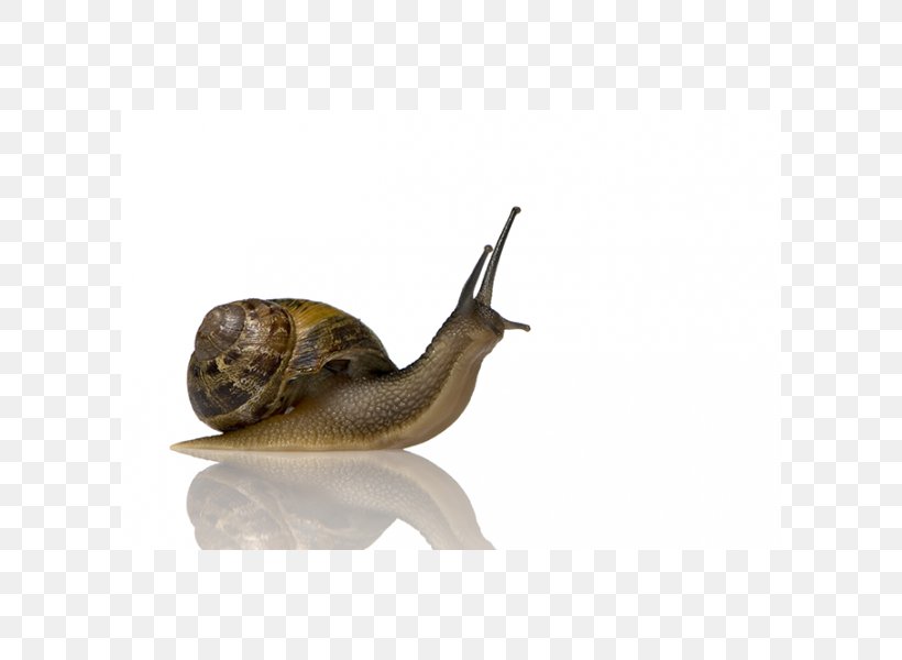 Snail Slime Slug Gastropods Garden Snail, PNG, 600x600px, Snail, Common Name, Eating, Garden Snail, Gastropods Download Free