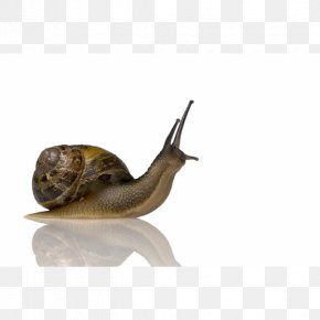 Snail - Snail Slime Slug Gastropods Garden Snail PNG