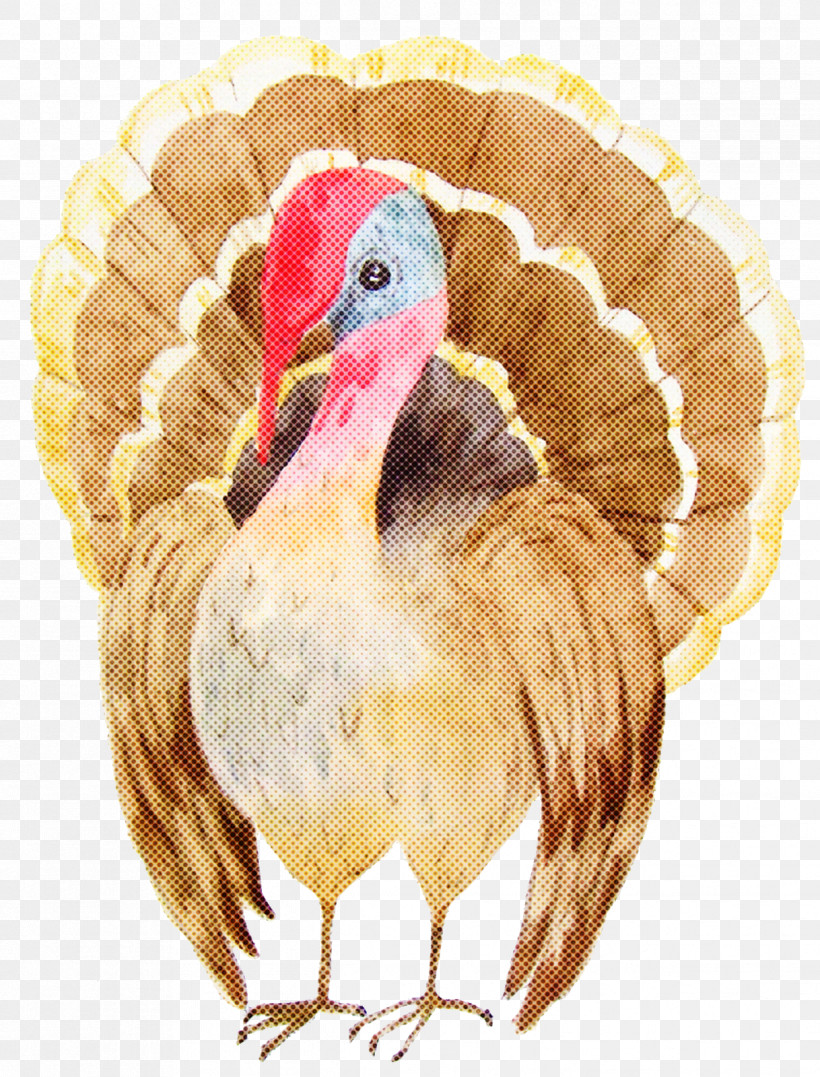 Thanksgiving, PNG, 1218x1600px, Domestic Turkey, Beak, Birds, Chicken, Feather Download Free