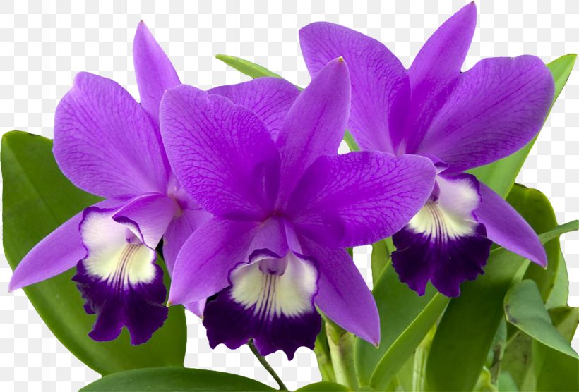 Orchids Flower Cymbidium Ensifolium, PNG, 2459x1668px, Orchids, Blume, Cattleya, Cattleya Labiata, Christmas Orchid Download Free