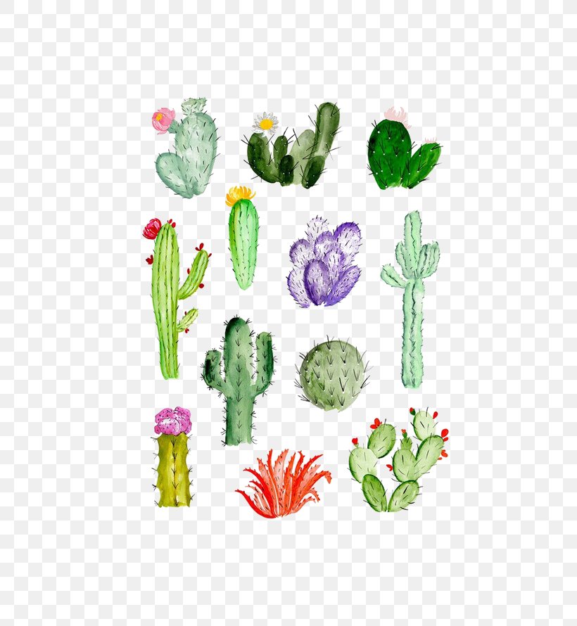 Cactaceae Drawing Watercolor Painting Succulent Plant, PNG, 500x890px, Watercolor Flowers, Art, Cactaceae, Cactus, Caryophyllales Download Free