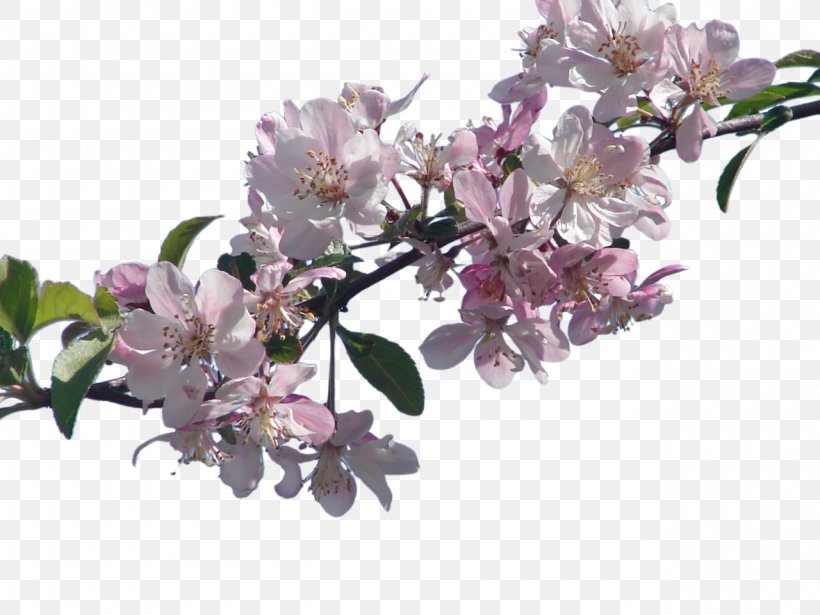 Cherry Blossom Flower Sticker, PNG, 1280x960px, Cherry Blossom, Blossom, Branch, Cherry, Flower Download Free