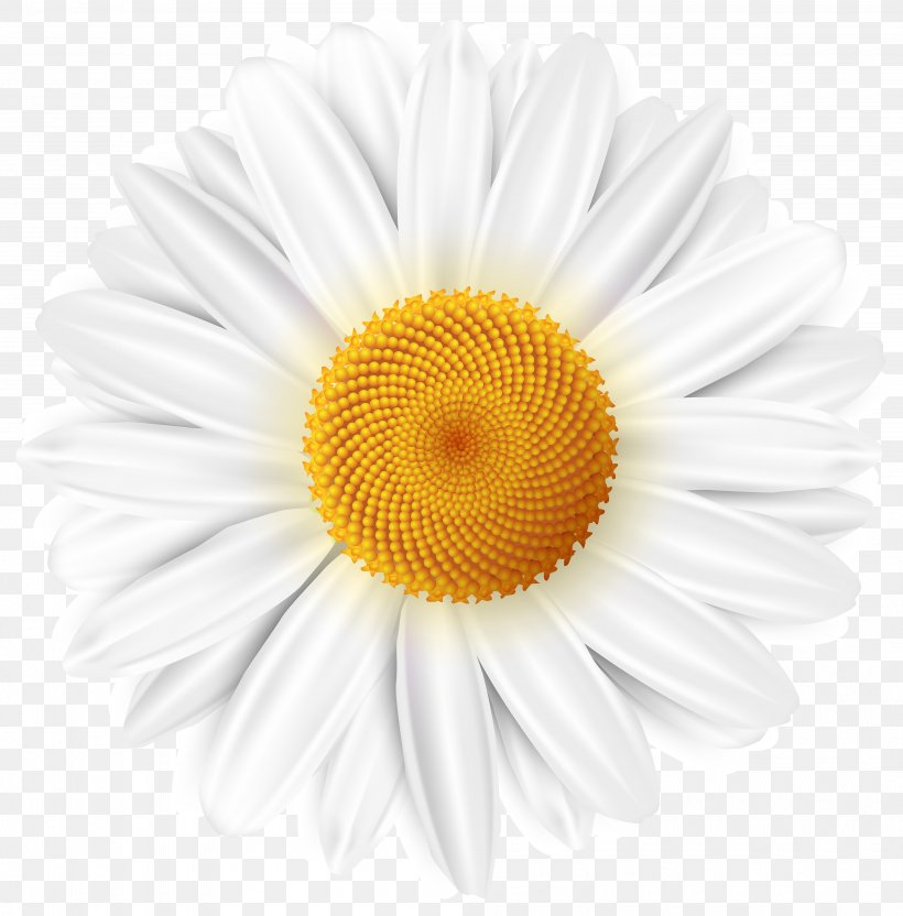 Common Daisy Desktop Wallpaper Clip Art, PNG, 4000x4063px, Common Daisy, Cdr, Chamomile, Chrysanths, Color Download Free