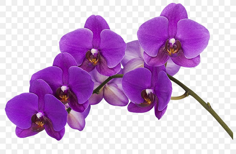 Orchids Color Flower Phalaenopsis Violacea Purple, PNG, 800x536px, Orchids, Blue, Color, Flower, Flowering Plant Download Free