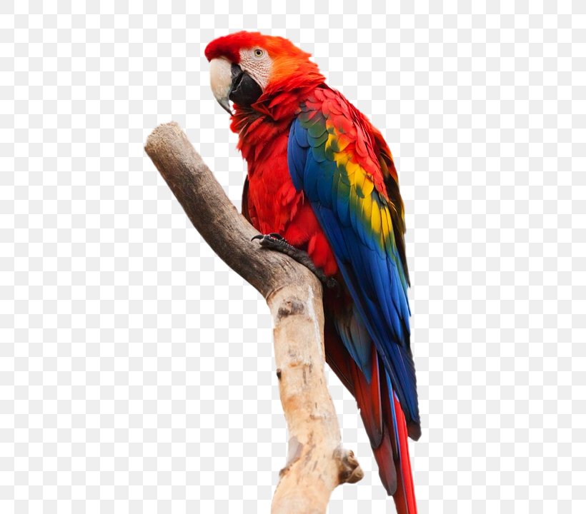 Parrot Bird Heron Scarlet Macaw, PNG, 480x720px, Parrot, Beak, Bird, Blueandyellow Macaw, Common Pet Parakeet Download Free