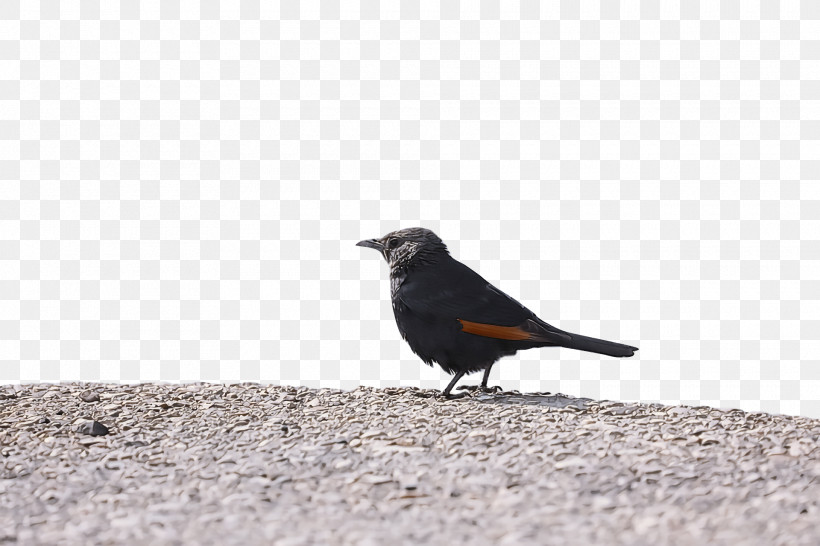 Bird, PNG, 1920x1280px, Bird, Beak, Blackbird, Crow, Perching Bird Download Free