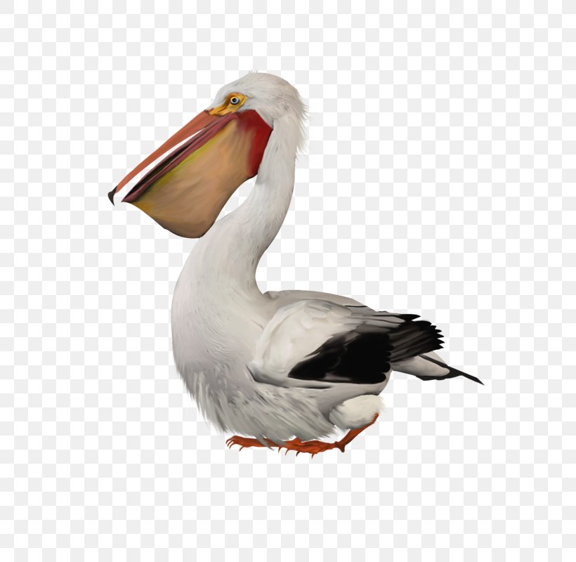 Pelican Bird, PNG, 800x800px, Pelican, Beak, Bird, Cormorant, Cygnini Download Free