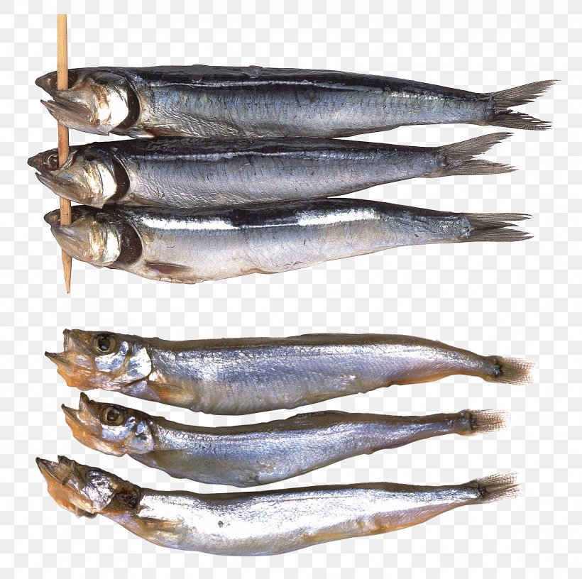 Sardine Freshwater Fish Scortum Barcoo Bass, PNG, 2344x2334px, Sardine, Anchovies As Food, Anchovy, Anchovy Food, Animal Source Foods Download Free