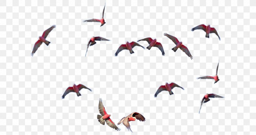 Water Bird Beak Flock, PNG, 1410x742px, Bird, Beak, Flock, Water Bird, Wing Download Free