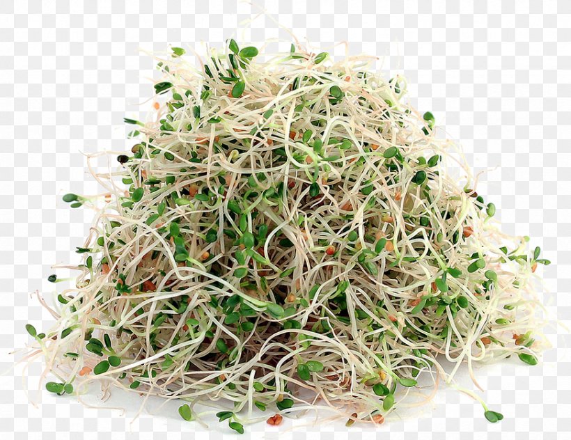 Alfalfa Sprouts Sprouting Soy Milk Seed, PNG, 872x673px, Alfalfa, Alfalfa Sprouts, Crop, Food, Hay Download Free
