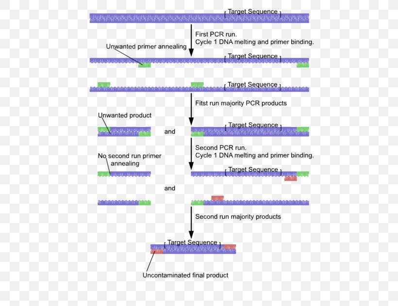 Nested Polymerase Chain Reaction DNA Polymerase Primer, PNG, 500x631px, Nested Polymerase Chain Reaction, Area, Chain Reaction, Diagram, Dna Download Free
