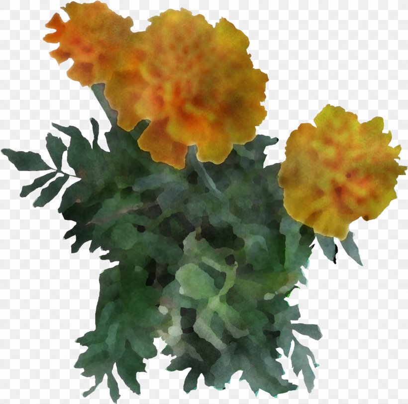Orange, PNG, 1539x1521px, Flower, English Marigold, Orange, Petal, Plant Download Free