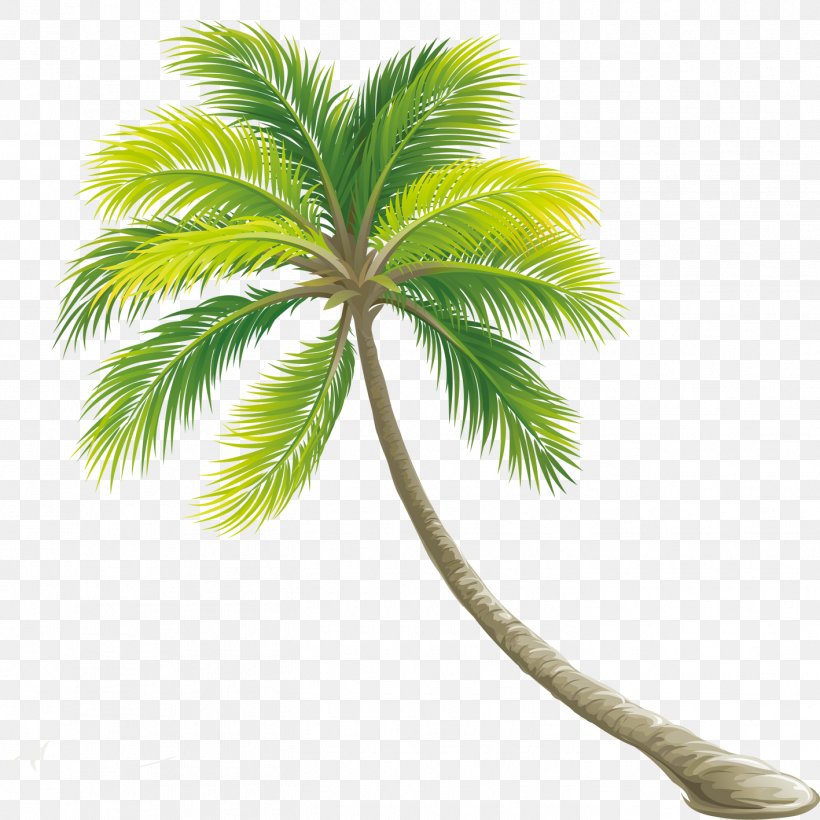 Tree Color Shrub, PNG, 1417x1417px, Arecaceae, Arecales, Borassus Flabellifer, Coconut, Date Palm Download Free