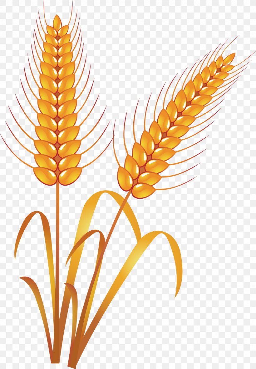 Wheat Food Hand Painted, PNG, 1692x2433px, Computer Graphics, Commodity, Emmer, Flower, Flowering Plant Download Free