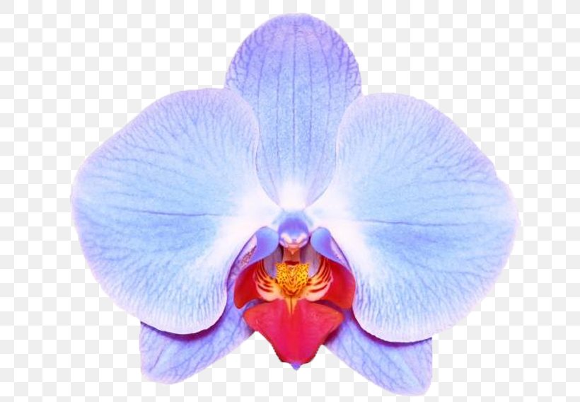 Moth Orchids Stock Photography Stock.xchng IStock, PNG, 655x568px, Moth Orchids, Blue, Cattleya, Dendrobium, Flower Download Free