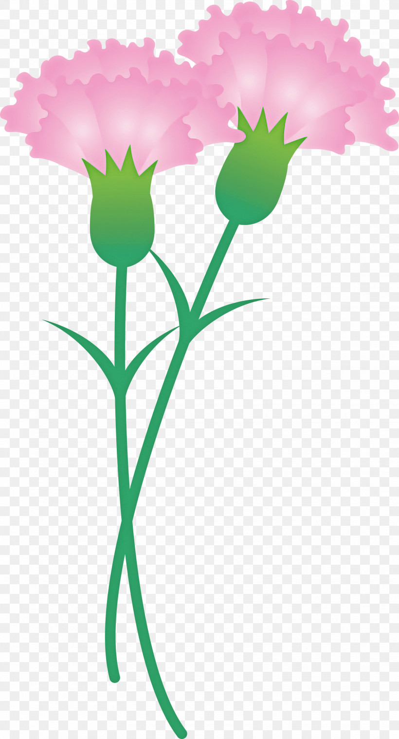 Mothers Day Carnation Mothers Day Flower, PNG, 1619x2999px, Mothers Day Carnation, Cut Flowers, Flower, Herbaceous Plant, Mothers Day Flower Download Free