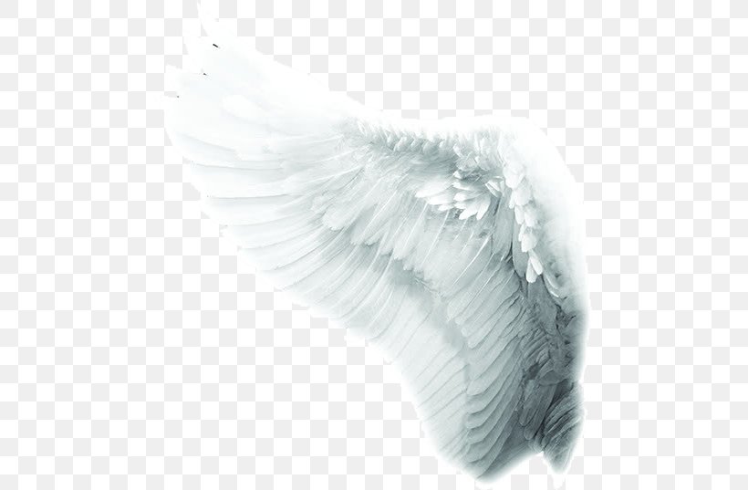 Time To Meet The Angels Mariology Of The Catholic Church Co-Redemptrix, PNG, 481x537px, Angel, Beak, Bird, Black And White, Coredemptrix Download Free