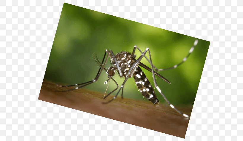 Velilla De San Antonio Mosquito Insect Bus West Nile Virus, PNG, 600x476px, Velilla De San Antonio, Arthropod, Asian Tiger Mosquito, Black Fly, Bus Download Free