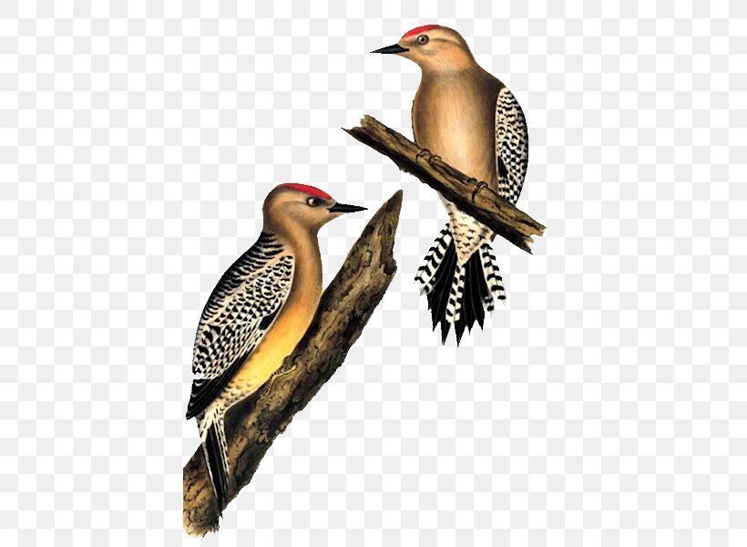 Woodpeckers Of The World Gila Woodpecker White Woodpecker Bird Stock Photography, PNG, 419x600px, White Woodpecker, Alamy, Beak, Bird, Coraciiformes Download Free