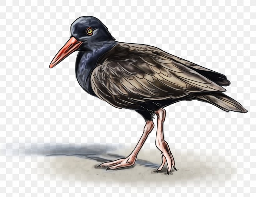 Cartoon Bird, PNG, 1528x1180px, Oystercatchers, Art Blog, Beak, Bird, Blog Download Free