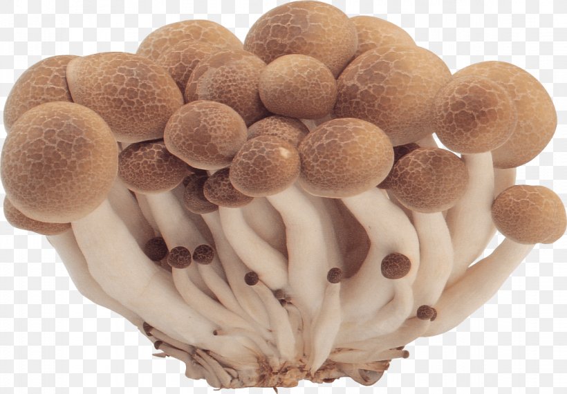 Mushroom Image File Formats, PNG, 1146x798px, Hericium Erinaceus, Common Mushroom, Edible Mushroom, Fungus, Hericium Download Free