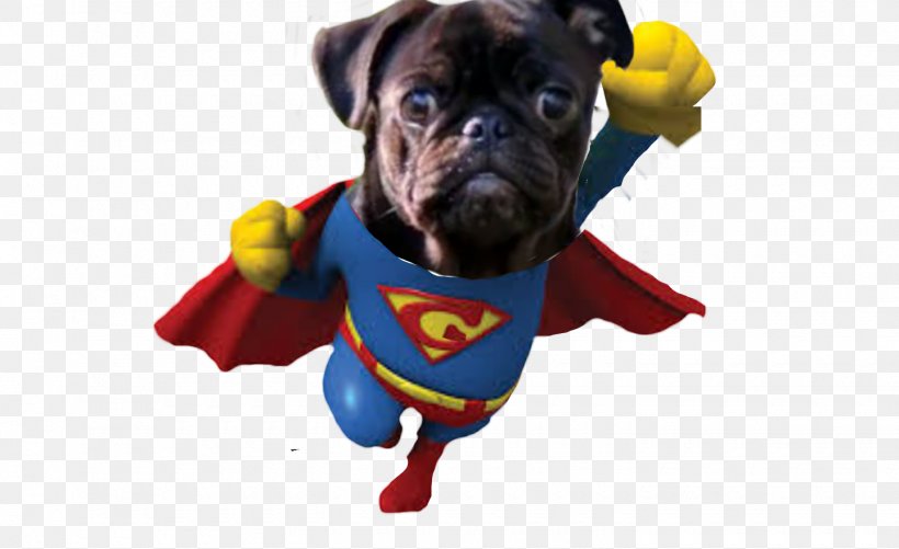 Pug Dog Breed Management Superhero, PNG, 1440x880px, Pug, Animation, Carnivoran, Dog, Dog Breed Download Free