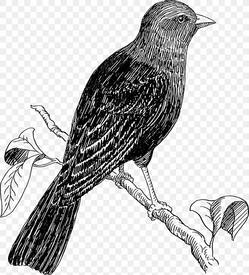 Bird Drawing Line Art Clip Art, PNG, 2167x2400px, Bird, American Crow, Beak, Bird Of Prey, Black And White Download Free