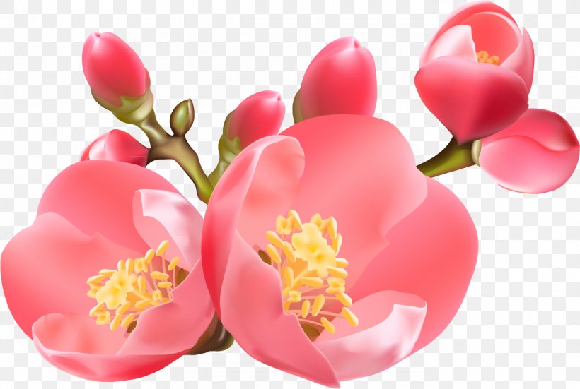 Clip Art, PNG, 1388x933px, Flower, Blossom, Designer, Flowering Plant, Petal Download Free