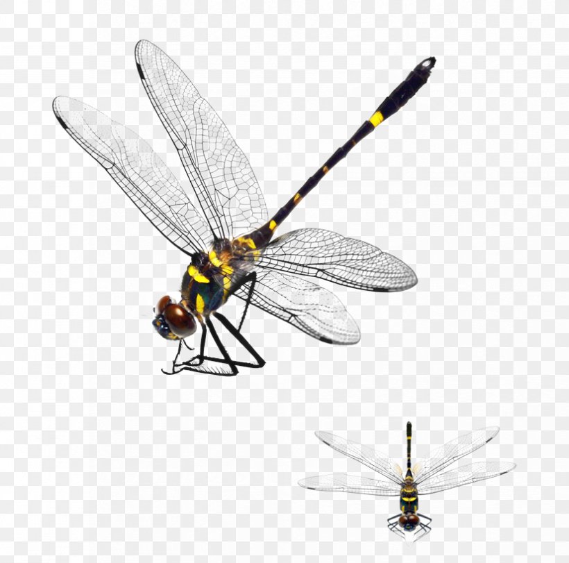 Dragonfly Download App Store, PNG, 826x817px, Dragonfly, App Store, Arthropod, Computer Program, Dragonflies And Damseflies Download Free