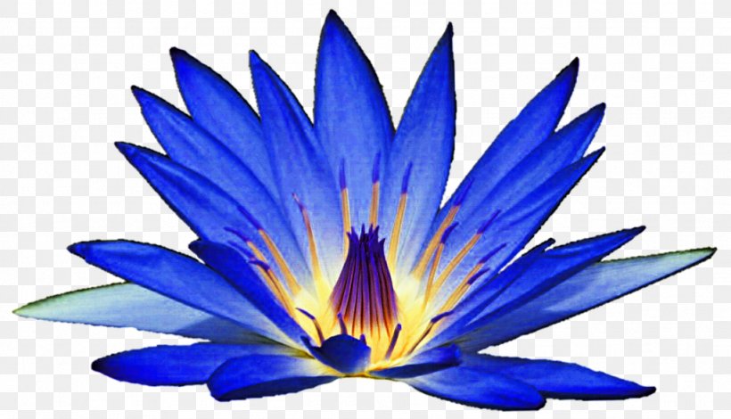 Egyptian Lotus Nymphaea Alba Flower Lilium Clip Art, PNG, 1024x588px, Egyptian Lotus, Aquatic Plant, Blue, Flora, Flower Download Free