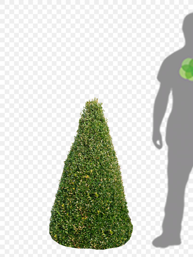 Fir Spruce Christmas Tree Evergreen, PNG, 900x1200px, Fir, Christmas, Christmas Tree, Conifer, Evergreen Download Free