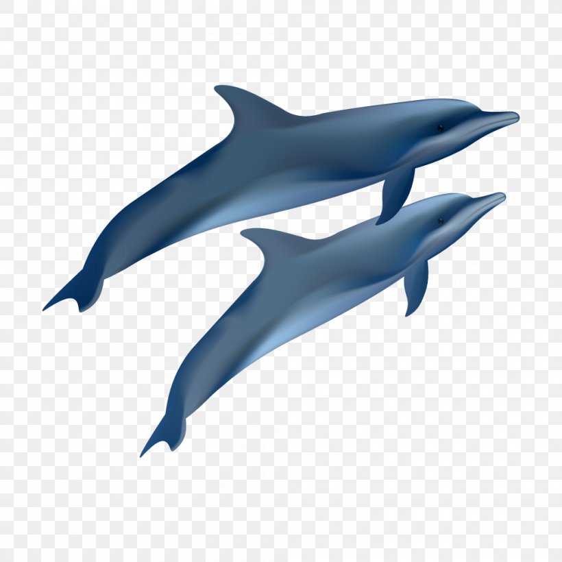 Euclidean Vector Photography Oceanic Dolphin Illustration, PNG, 1000x1000px, Photography, Can Stock Photo, Common Bottlenose Dolphin, Dolphin, Drawing Download Free