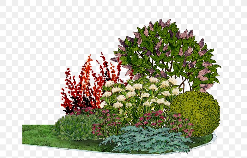 Flower Garden Arborvitae Barberry Conifers, PNG, 700x525px, Flower Garden, Annual Plant, Arborvitae, Barberry, Common Lilac Download Free