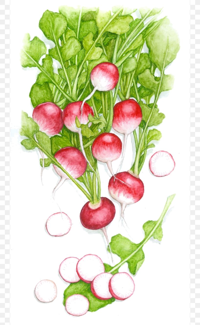 Image Drawing Vegetable Raphanus Raphanistrum Subsp. Sativus, PNG, 736x1330px, Drawing, Cartoon, Daikon, Designer, Diet Food Download Free