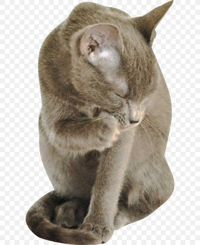 Russian Blue Korat Burmese Cat Chartreux British Shorthair Png