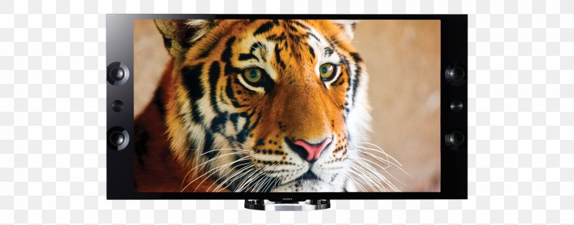 4K Resolution Ultra-high-definition Television Sony, PNG, 1400x550px, 4k Resolution, Big Cats, Bravia, Carnivoran, Cat Like Mammal Download Free