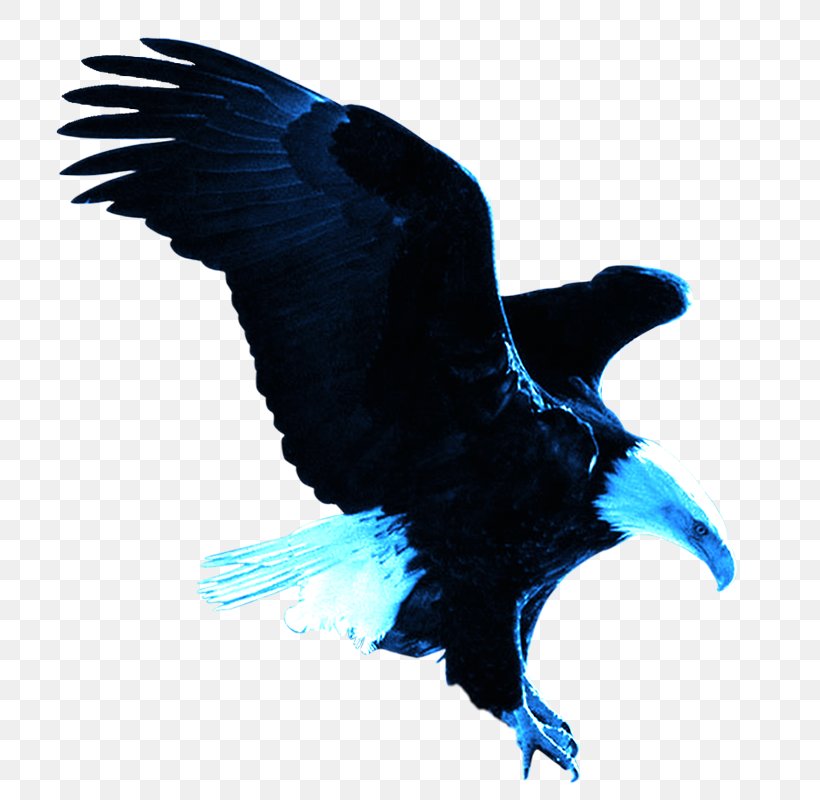 Bald Eagle Eastern Imperial Eagle Wallpaper, PNG, 800x800px, Bald Eagle, Beak, Bird, Bird Of Prey, Computer Download Free