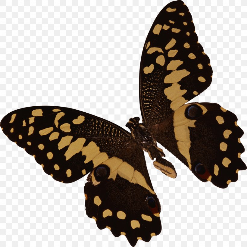 Butterfly Insect Cat Clip Art, PNG, 1280x1280px, Butterfly, Animal, Arthropod, Brush Footed Butterfly, Butterflies And Moths Download Free