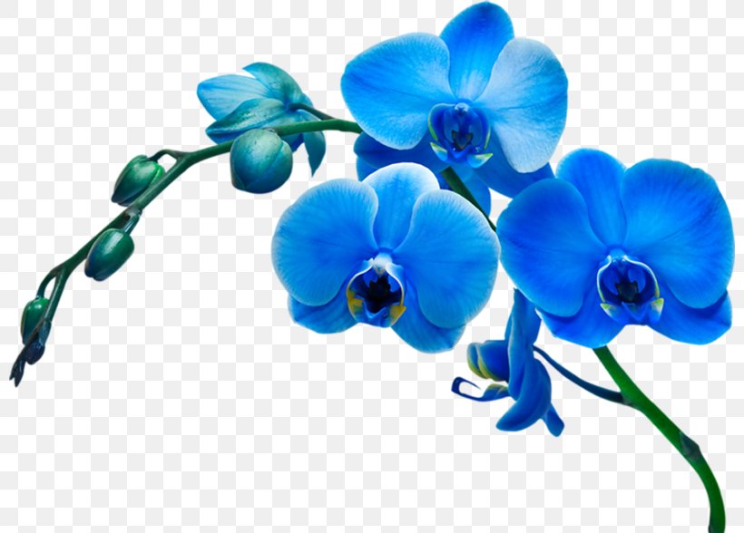 Dendrobium Orchids Flowering Plant Vanda Coerulea, PNG, 800x588px, Orchids, Artificial Flower, Beautiful Orchids, Blue, Cut Flowers Download Free