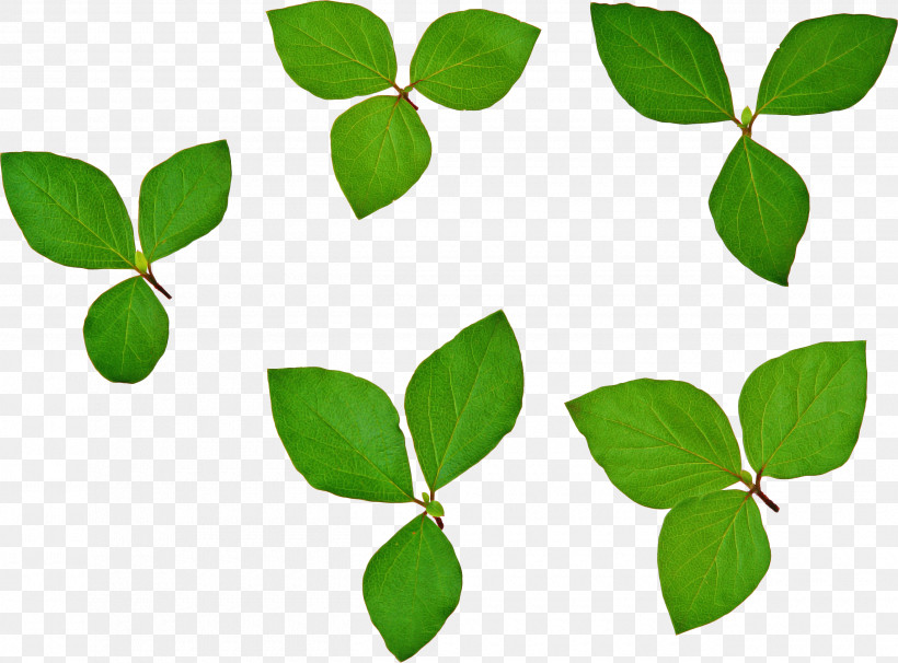 Leaf Green Plant Flower Tree, PNG, 2600x1922px, Leaf, Branch, Coca, Flower, Green Download Free