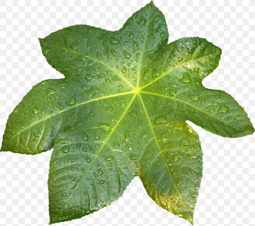 Leaf Plant Pathology Raster Graphics Clip Art, PNG, 1696x1502px, Leaf, Ivy, Nature, Pathology, Plant Download Free