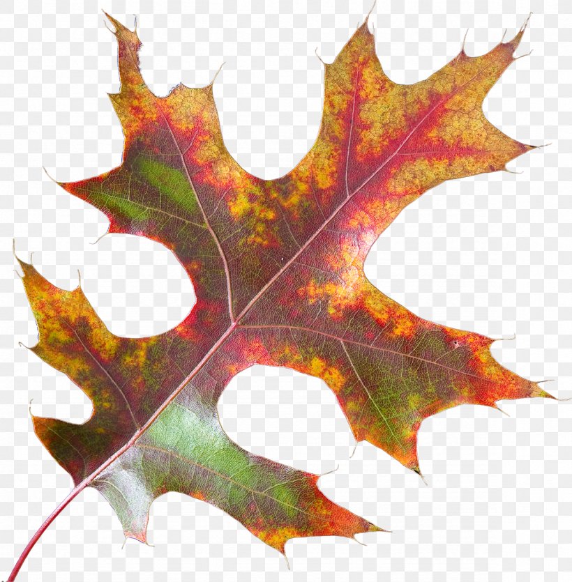 Maple Leaf Tree, PNG, 1178x1200px, Leaf, Free Software, Gratis, Maple, Maple Leaf Download Free