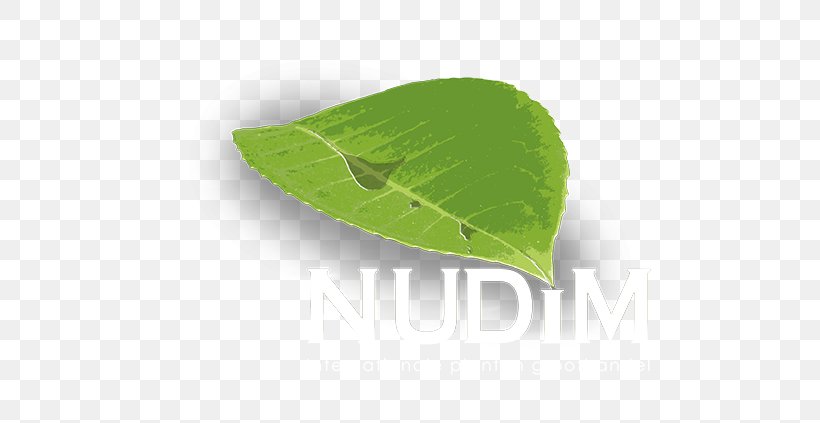 Nudim Plants Houseplant Leaf Flower, PNG, 600x423px, Plants, Chrysanthemum, Decoratie, Flower, Flowerpot Download Free