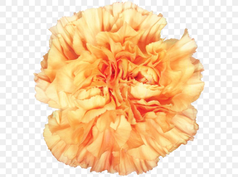 Pink Flower Cartoon, PNG, 599x610px, Carnation, Cut Flowers, Dianthus, Flower, Orange Download Free