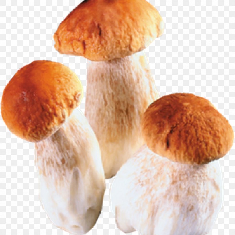 Edible Mushroom Fungus Boletus Edulis, PNG, 1000x1000px, Mushroom, Agaricus Subrufescens, Boletus Edulis, Chanterelle, Digital Image Download Free