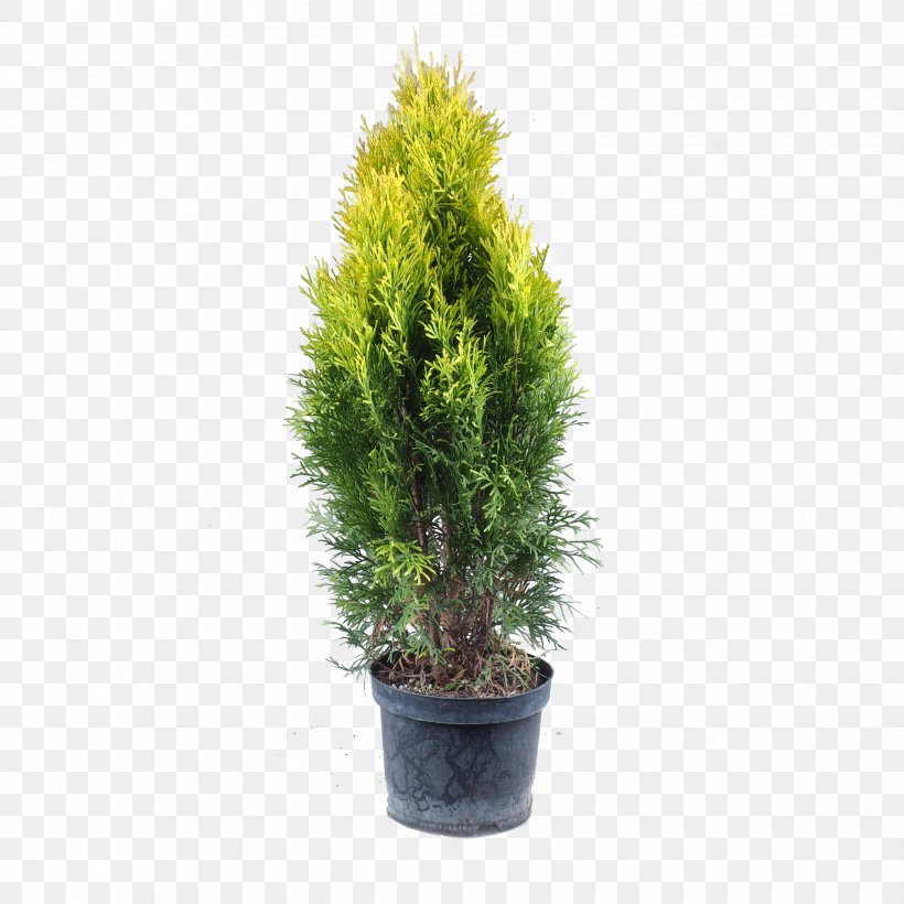 English Yew Arborvitae Plant Pine Larch, PNG, 3456x3456px, English Yew, Arborvitae, Bonsai, Conifer, Conifers Download Free