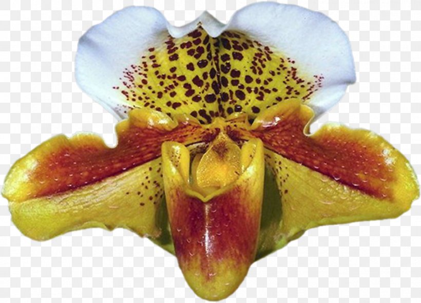 Moth Orchids Psd Flower, PNG, 912x657px, Orchids, Digital Image, Flora, Flower, Flowering Plant Download Free
