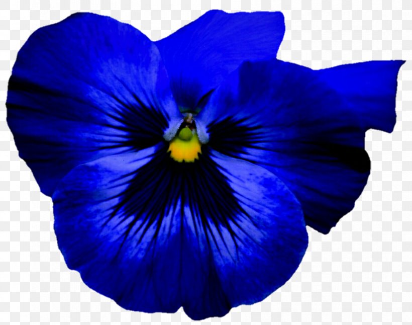 Pansy Flower Blue Violet Petal, PNG, 907x715px, Pansy, Blue, Bud, Cobalt Blue, Color Download Free