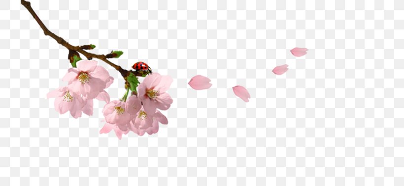 Spring Branch Twig Clip Art, PNG, 736x379px, Spring Branch, Blossom, Branch, Bud, Cherry Download Free